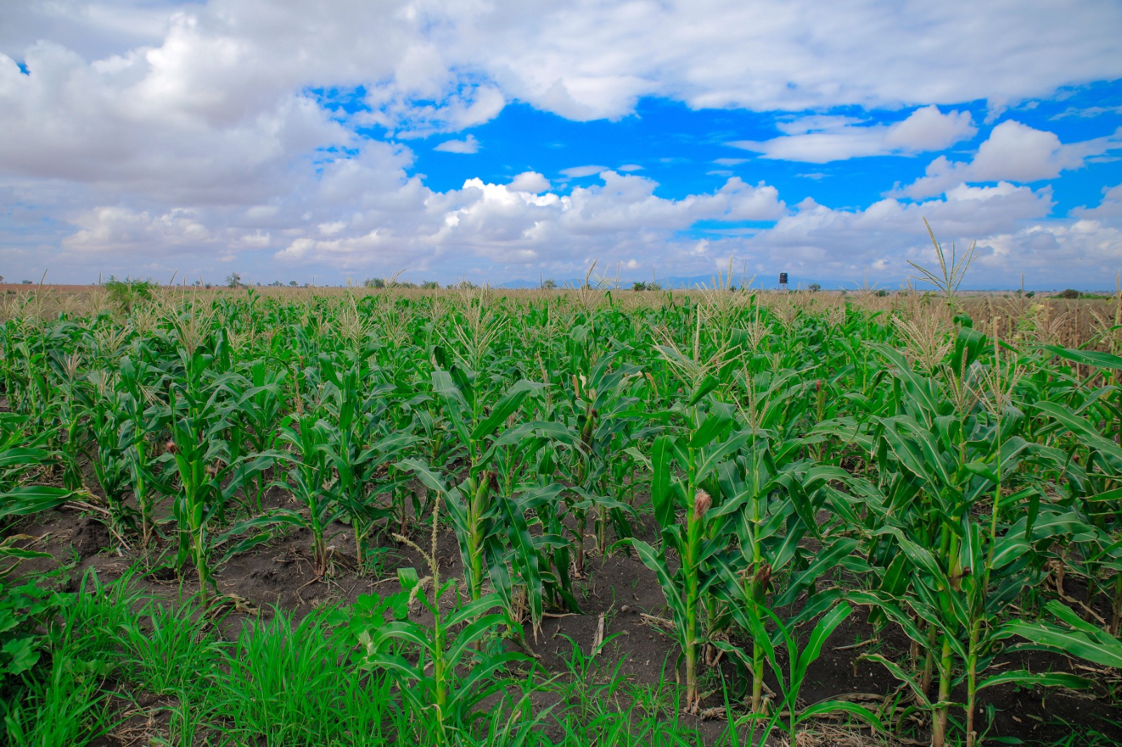 Modern Farming Solutions
